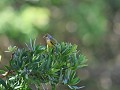 cape canary