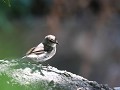 cape penduline tit