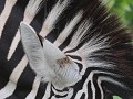 onze prachtige zebra's mogen we toch ook niet verg