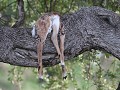 luipaard kill  jonge impala