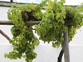 IMG 9828