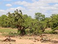 speciaal voor magda : afrikaanse bonsai bomen 
