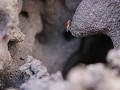top van de termietenheuvel en een termietje