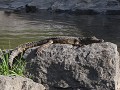 baby krokodil neemt zonnebad op een rots