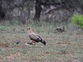 juvenal african hawk eagle