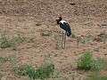 yellow billed stork of geelsnavelooievaar
