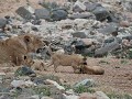 moeder leeuwin met cups van amper 2 maand oud