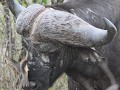 krakoude buffelstier, de witte vlekken op zijn hoo