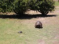 reuze schildpad in de tuin van sandveldmuseum