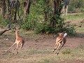 impala's op de vlucht