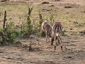 impala's oefenen al hun gevechttechniek voor de vo