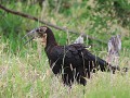 juvenal of puber ground hornbill