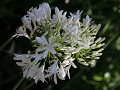 IMG 9984