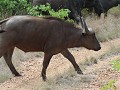 jonge buffel op onze weg