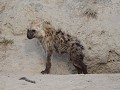 hyena-den : hier leven verschillende pups samen va