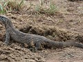 leguaan of common monitor rock lizard
