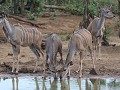 kudu's bij het punda maria waterhol