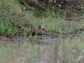 white crested whistling duck