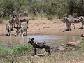 alert : kudde zebra's in aantocht