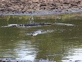 krokodillen op de loer