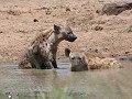 hyena's modderbad