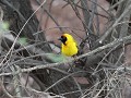 lesser masked weaver