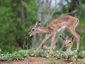 impala kalfje kan nog bijna niet op haar pootjes s