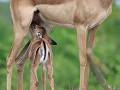 jong impala leven