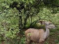kudu dames op voedsel speurtocht in marloth park