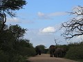 olifanten op de weg, pubergeweld op komst