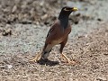 common myna