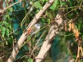 swee waxbill