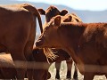 en de boeren hebben hier zeer mooie koeien