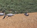 koppeltje blue cranes met 2 kuikens, die voor het 