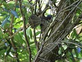 blue mantled crested flycatcher : zeldzaam, waaier