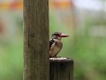 brownheaded kingfisher