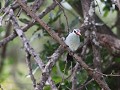 woodland kingfisher