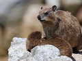 ze zijn toch echt schattig he die dassie. maar kan