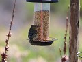Linda heeft een voedersilo gekocht, de Cape Weaver