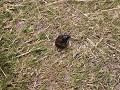 ook aan de Cape donguebeetles of mestkevers, zij h