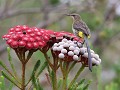 Cape sugarbird