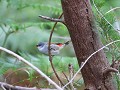 swee waxbill