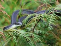 cape boomslang