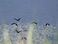 ibissen in vogelvlucht