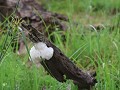nijlgans eet de eitjes van de schuimnestboomkikker