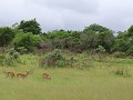 groen groen grasje en impala's