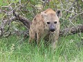 spotted hyena onder dezelfde bush als een pack wil