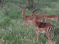 waarom heeft de ene impala een donkere vacht en de