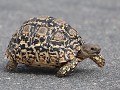 luipaardschildpad