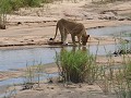 leeuwen in de rivierbedding